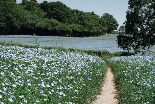 FROM MEADOW TO BEDROOM ᛟ THE NATURAL JOURNEY OF LINEN