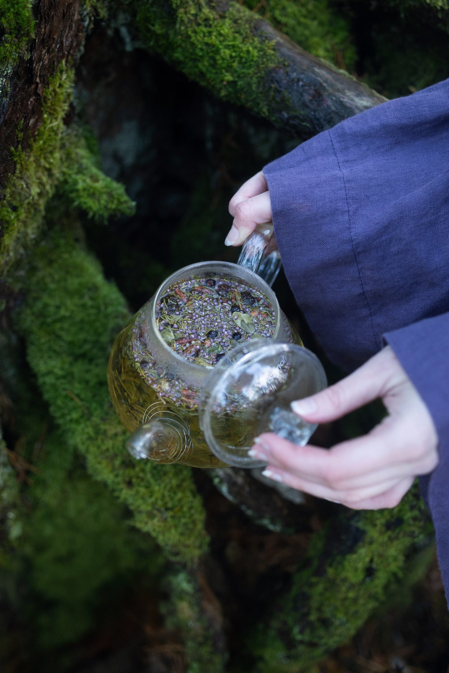 AGASAGA Wildcrafted Nordic herbal tea with juniper, heather, and forest leaves arranged on a mossy green background.