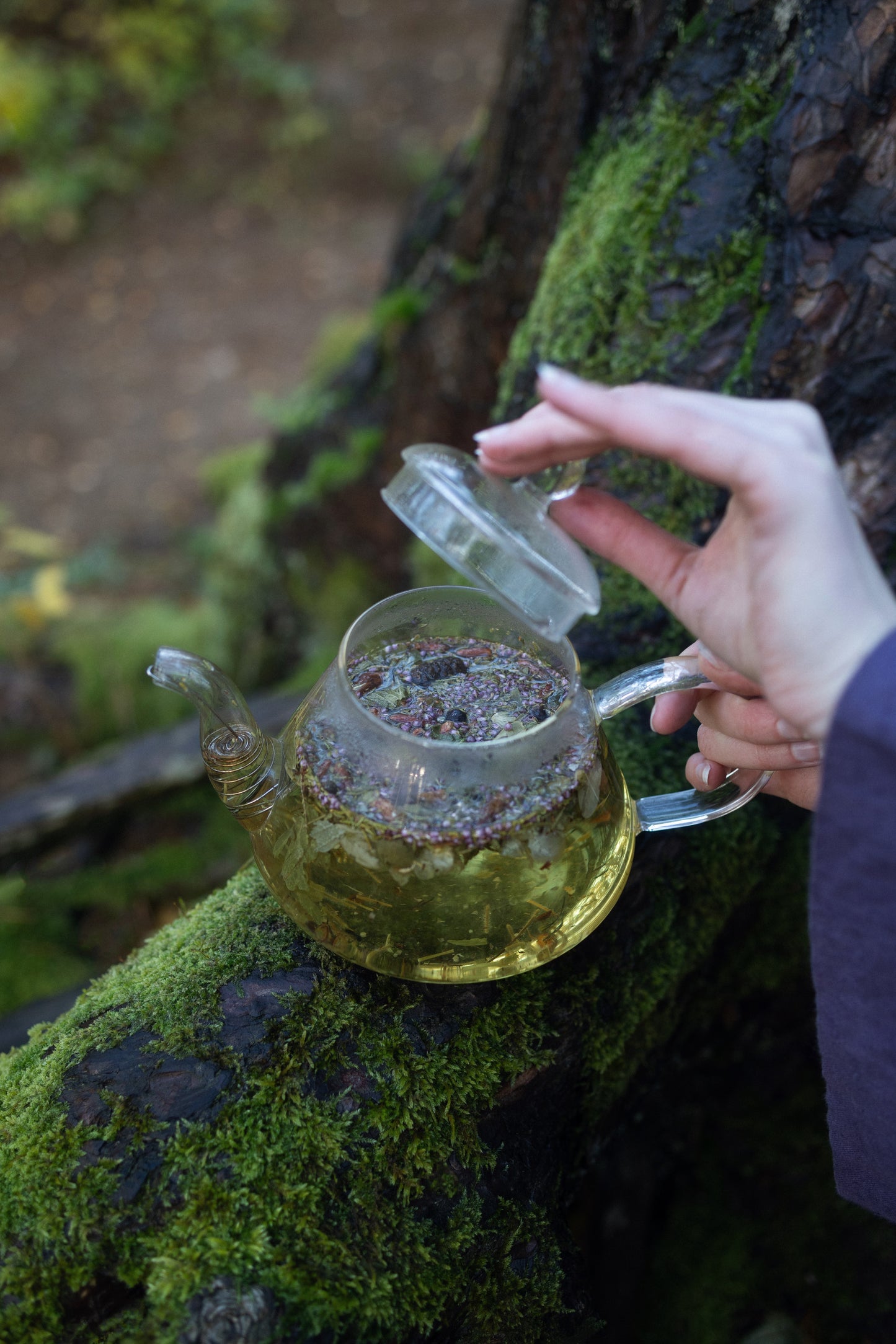 AGASAGA Wildcrafted Nordic herbal tea with juniper, heather, and forest leaves arranged on a mossy green background.