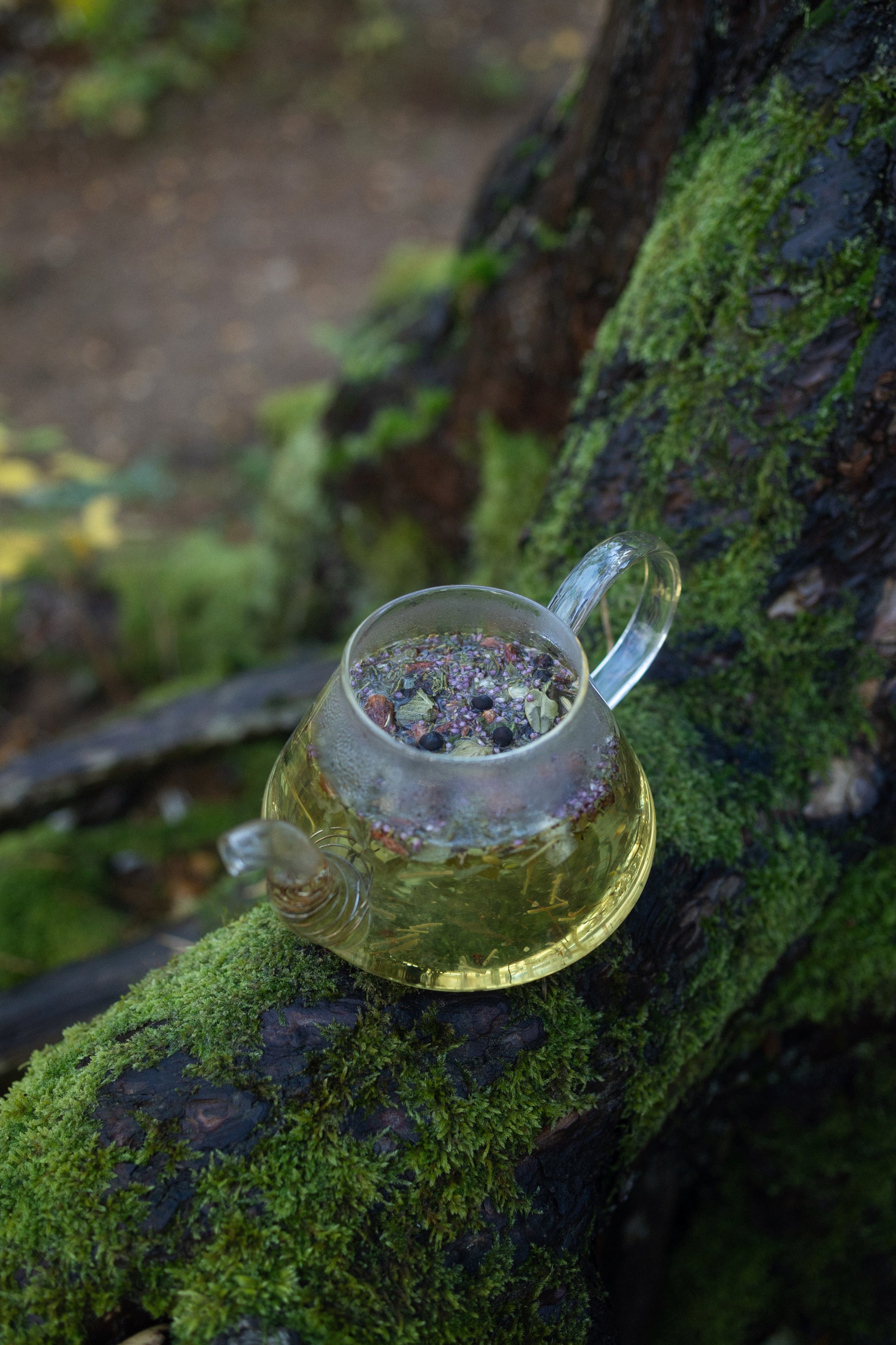 AGASAGA Wildcrafted Nordic herbal tea with juniper, heather, and forest leaves arranged on a mossy green background.