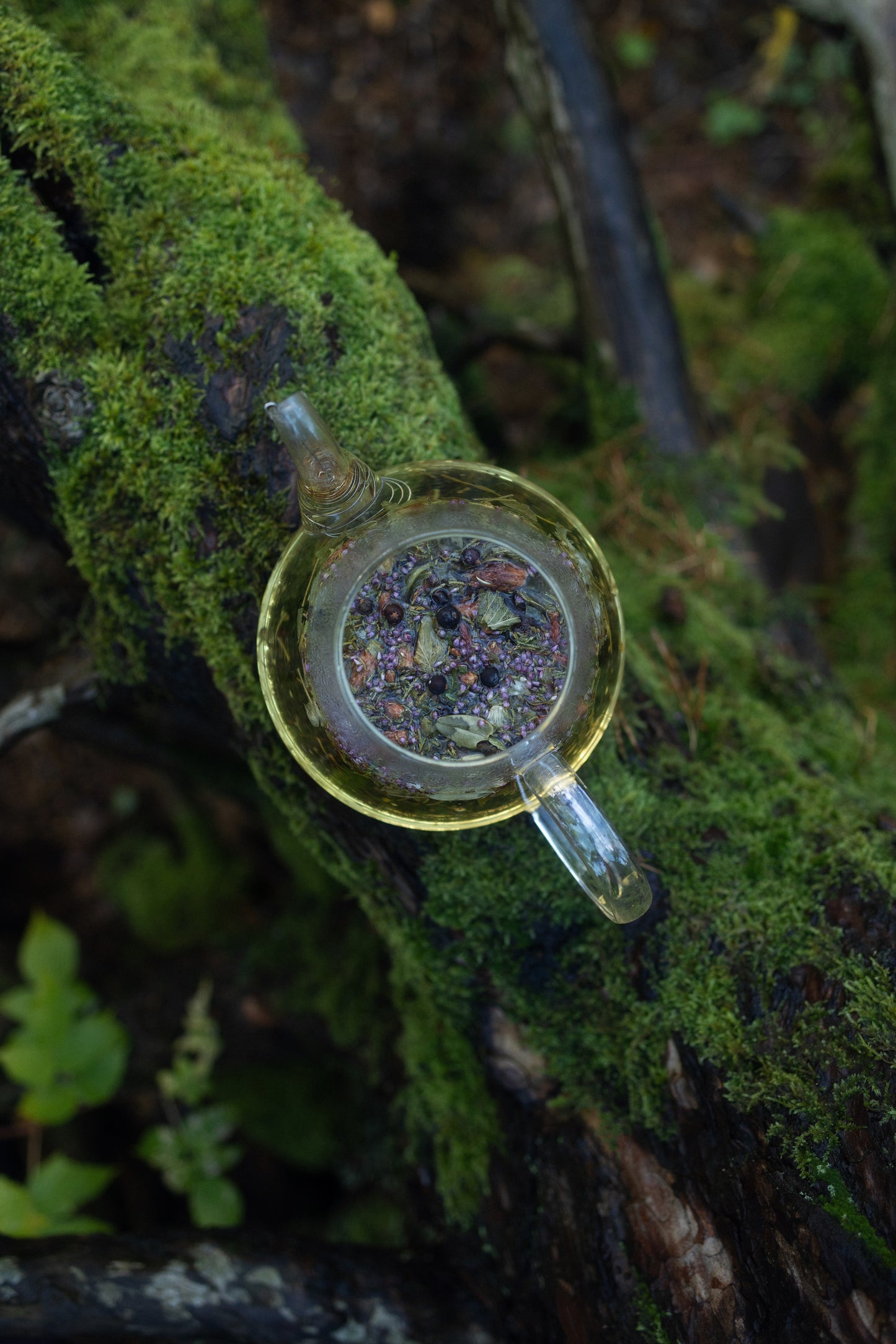 AGASAGA Wildcrafted Nordic herbal tea with juniper, heather, and forest leaves arranged on a mossy green background.