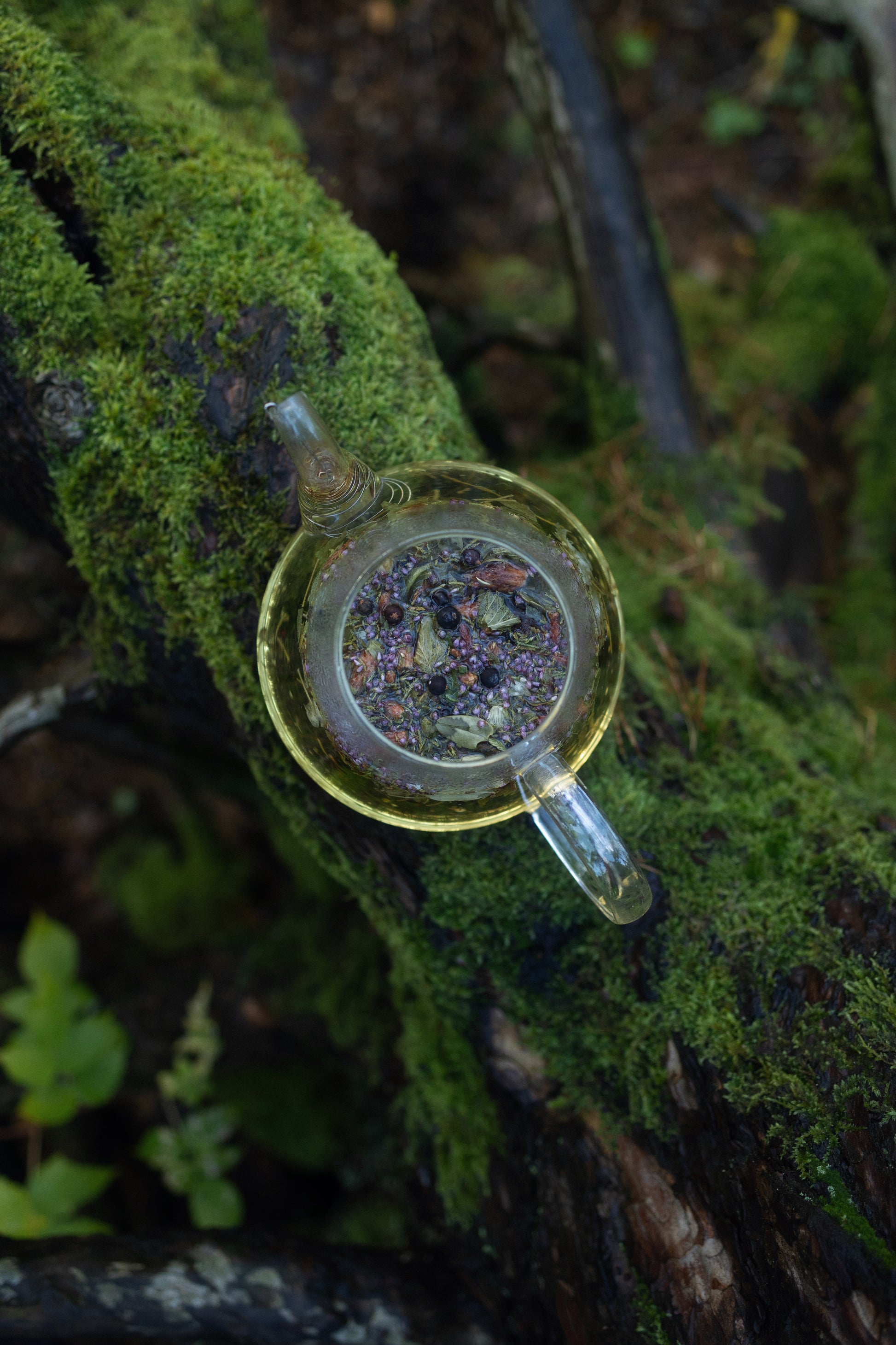 AGASAGA Wildcrafted Nordic herbal tea with juniper, heather, and forest leaves arranged on a mossy green background.