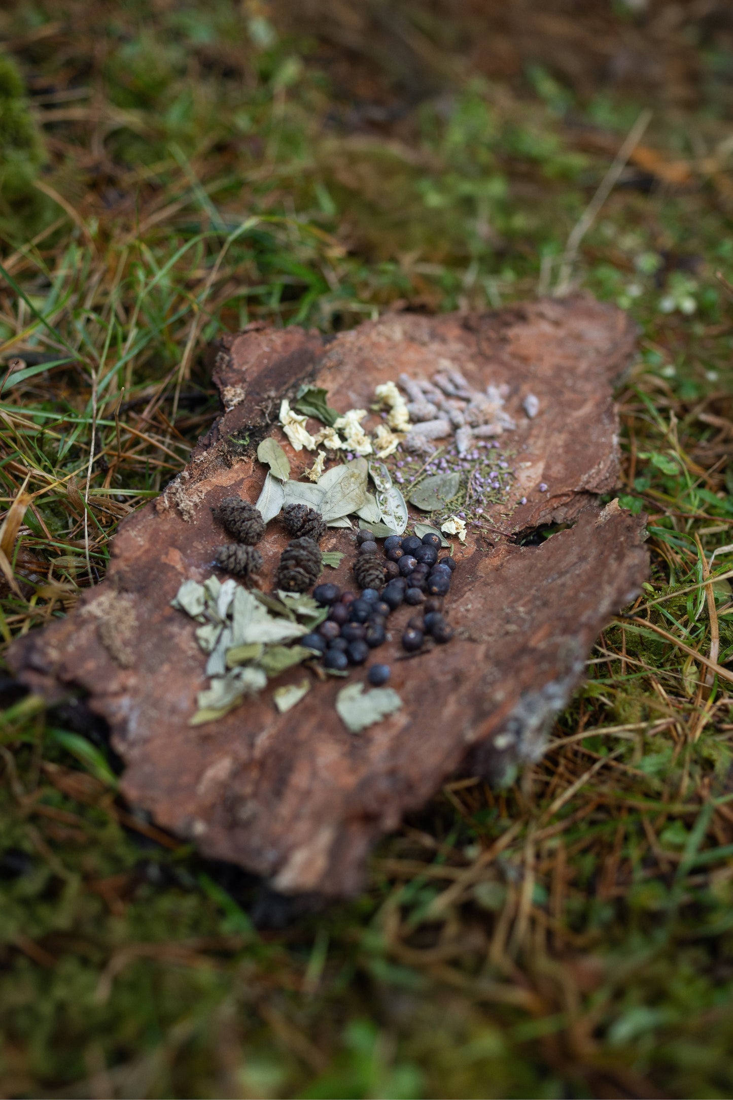 AGASAGA Wildcrafted Nordic herbal tea with juniper, heather, and forest leaves arranged on a mossy green background.