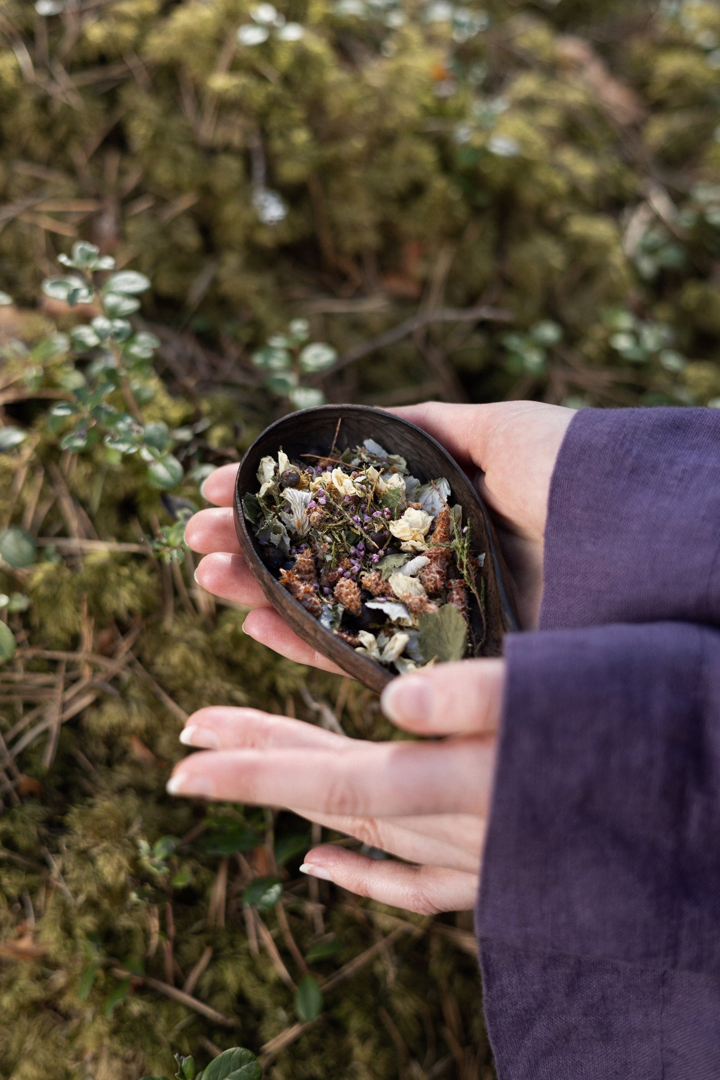 AGASAGA Wildcrafted Nordic herbal tea with juniper, heather, and forest leaves arranged on a mossy green background.